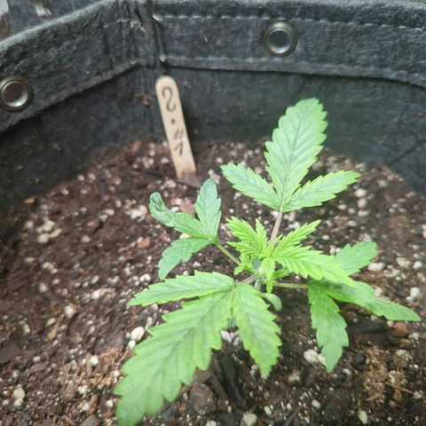 ? #1 growlog timeline photo