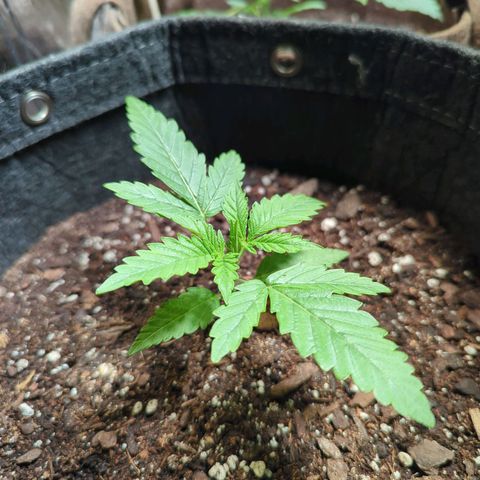 ? #2 growlog timeline photo