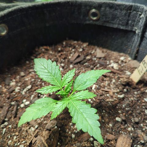 Fat Banana Auto 2 growlog timeline photo