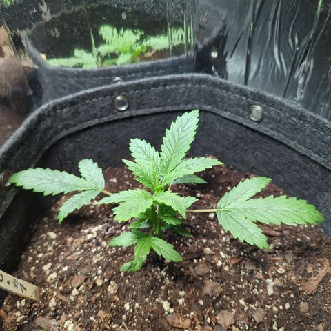 ? #1 growlog timeline photo