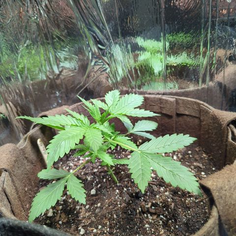 Fat Banana Auto 1 growlog timeline photo