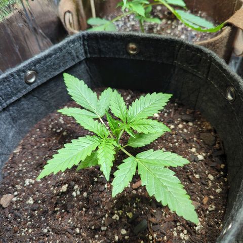 ? #2 growlog timeline photo