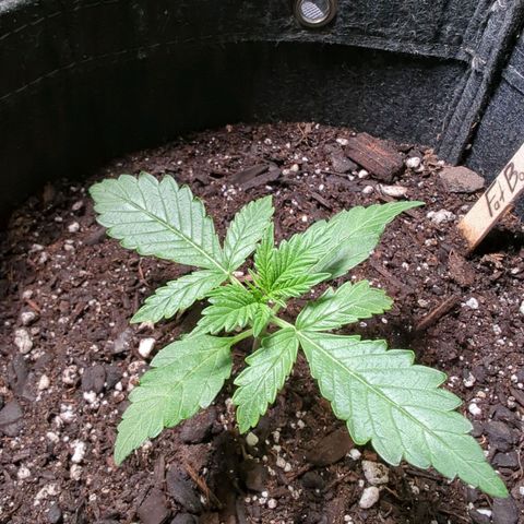 Fat Banana Auto 2 growlog timeline photo