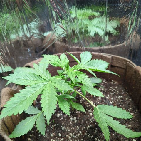 Fat Banana Auto 1 growlog timeline photo