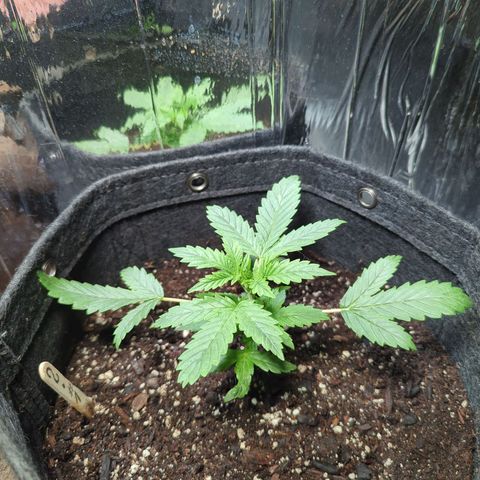 ? #1 growlog timeline photo