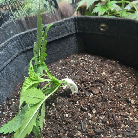 ? #2 growlog timeline photo