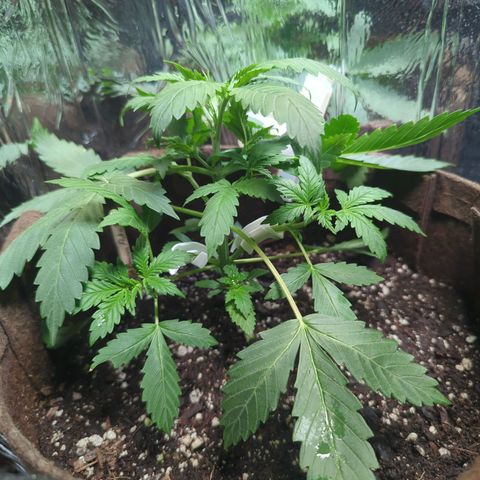 Fat Banana Auto 1 growlog timeline photo