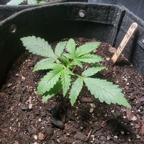 Fat Banana Auto 2 growlog timeline photo