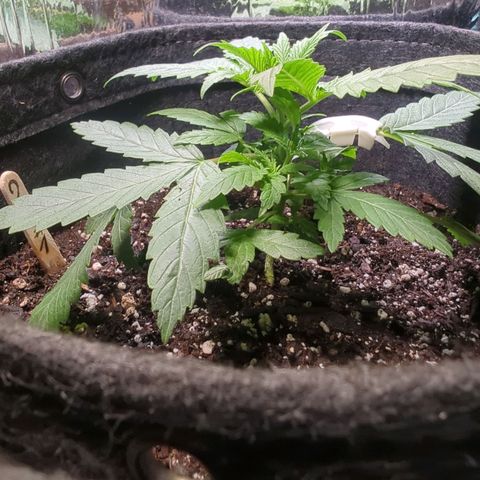? #1 growlog timeline photo