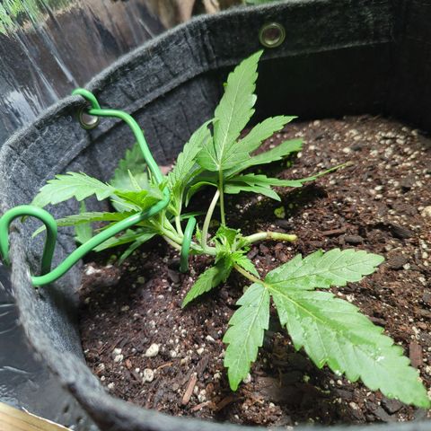 ? #2 growlog timeline photo