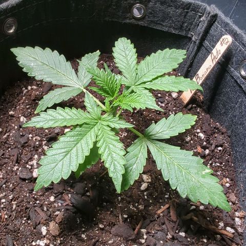 Fat Banana Auto 2 growlog timeline photo