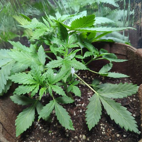 Fat Banana Auto 1 growlog timeline photo