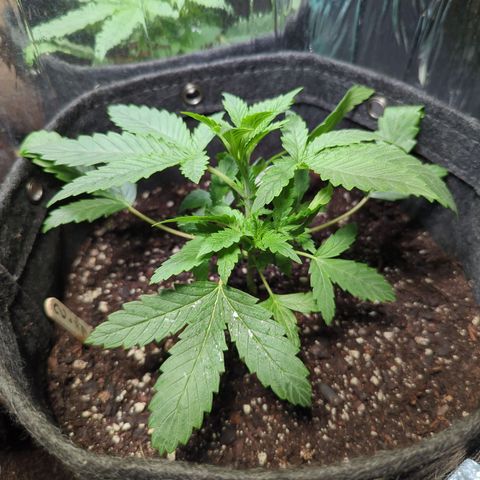 ? #1 growlog timeline photo