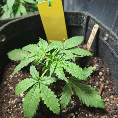 Fat Banana Auto 2 growlog timeline photo