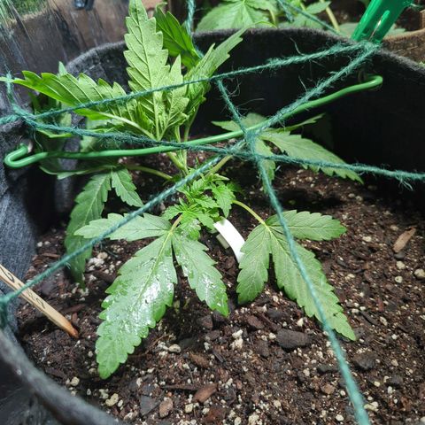 ? #2 growlog timeline photo