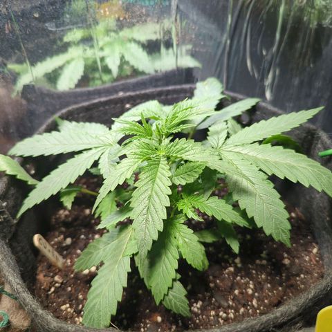 ? #1 growlog timeline photo