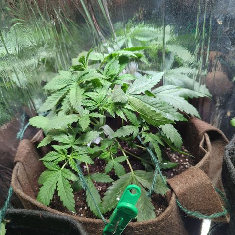 Fat Banana Auto 1 growlog timeline photo