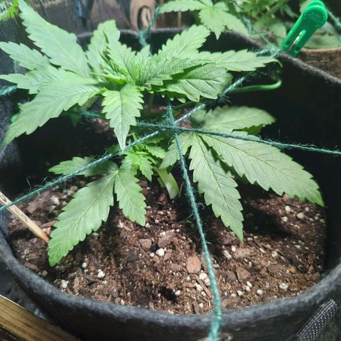 ? #2 growlog timeline photo