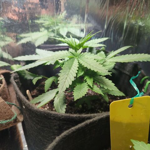 ? #1 growlog timeline photo