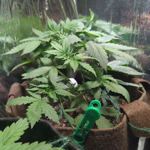 Fat Banana Auto 1 growlog timeline photo