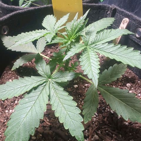Fat Banana Auto 2 growlog timeline photo