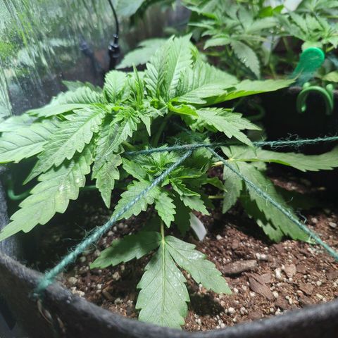 ? #2 growlog timeline photo