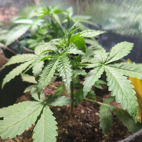 Fat Banana Auto 2 growlog timeline photo