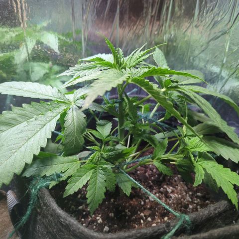 ? #1 growlog timeline photo