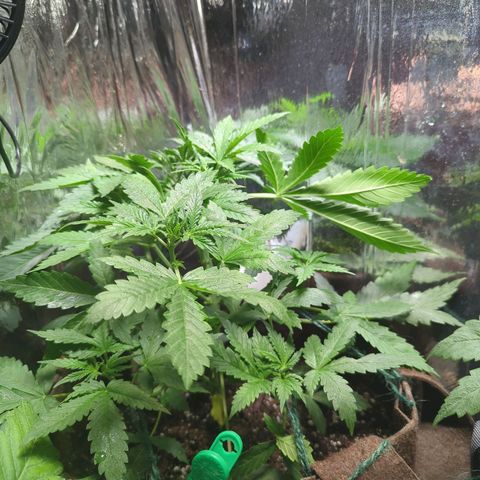 Fat Banana Auto 1 growlog timeline photo