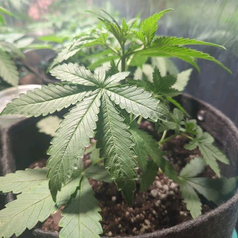 Fat Banana Auto 2 growlog timeline photo