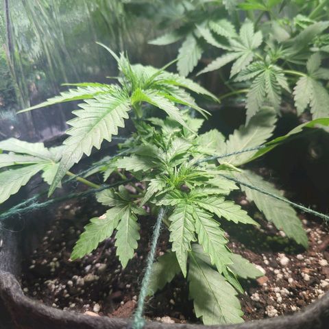 ? #2 growlog timeline photo
