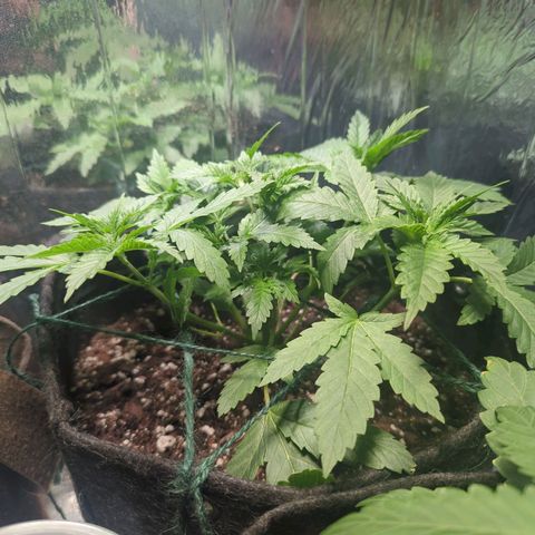? #1 growlog timeline photo