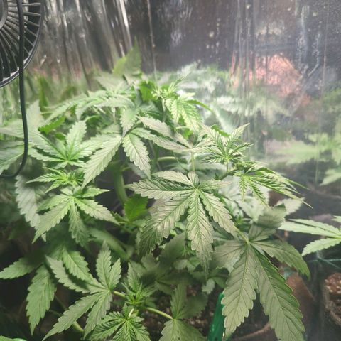 Fat Banana Auto 1 growlog timeline photo