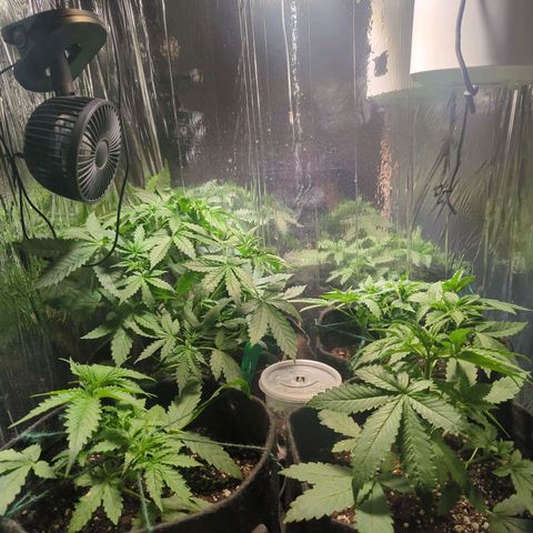 ? #2 growlog timeline photo