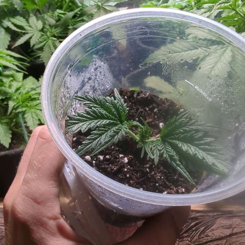 ? #1 growlog timeline photo