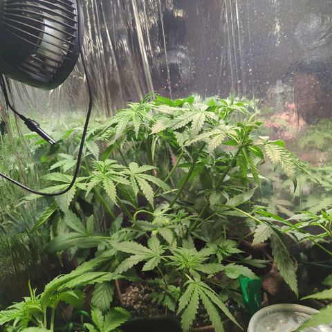 Fat Banana Auto 1 growlog timeline photo