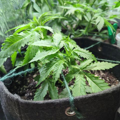 ? #2 growlog timeline photo