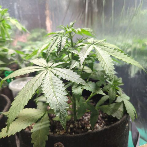 Fat Banana Auto 2 growlog timeline photo