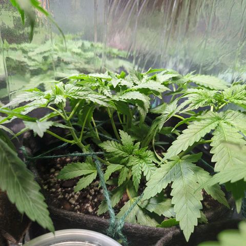 ? #1 growlog timeline photo
