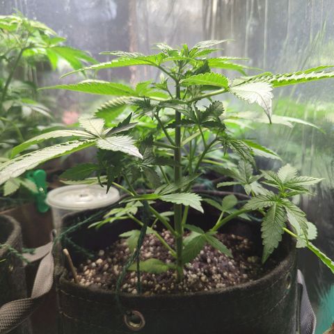 Fat Banana Auto 2 growlog timeline photo