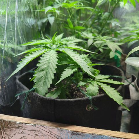 ? #2 growlog timeline photo