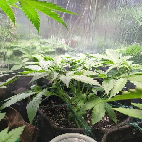 ? #1 growlog timeline photo