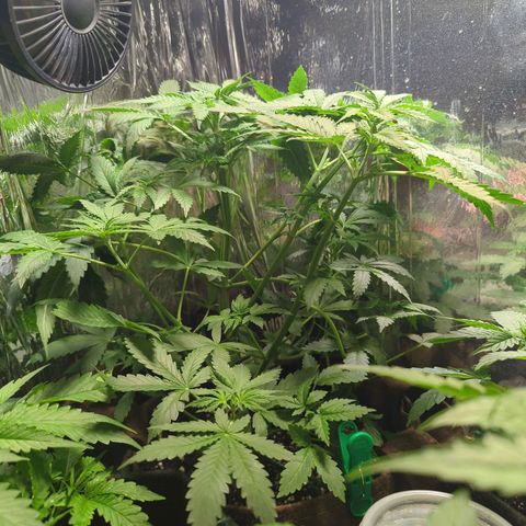 Fat Banana Auto 1 growlog timeline photo