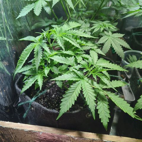 ? #2 growlog timeline photo