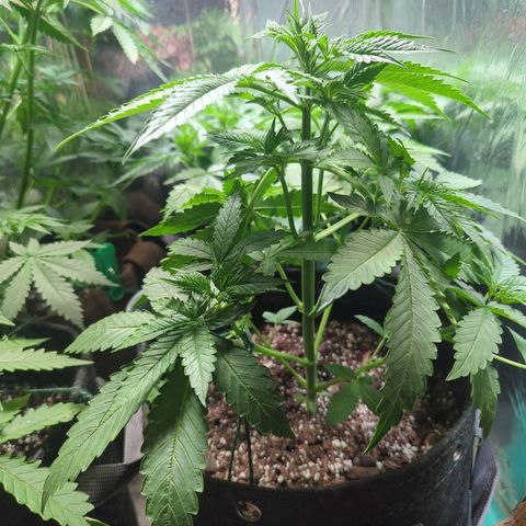 Fat Banana Auto 2 growlog timeline photo