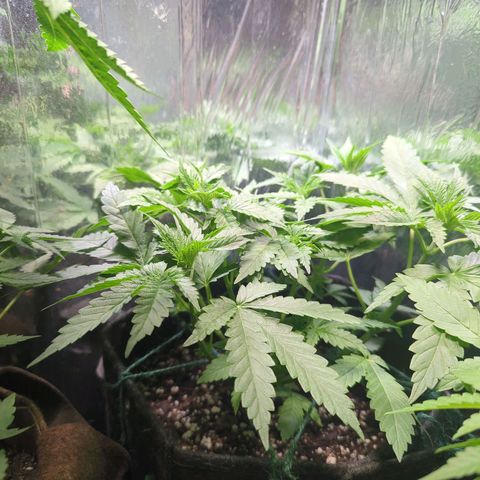 ? #1 growlog timeline photo