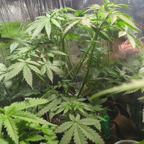 Fat Banana Auto 1 growlog timeline photo