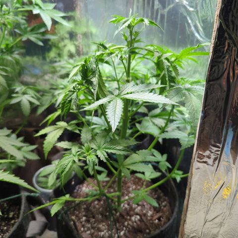 Fat Banana Auto 2 growlog timeline photo