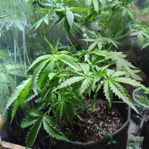 ? #2 growlog timeline photo