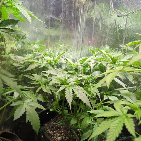 ? #1 growlog timeline photo
